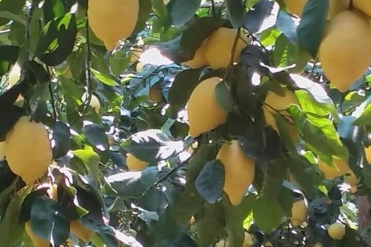 pokok yang dipenuhi dengan banyak buah kuning
