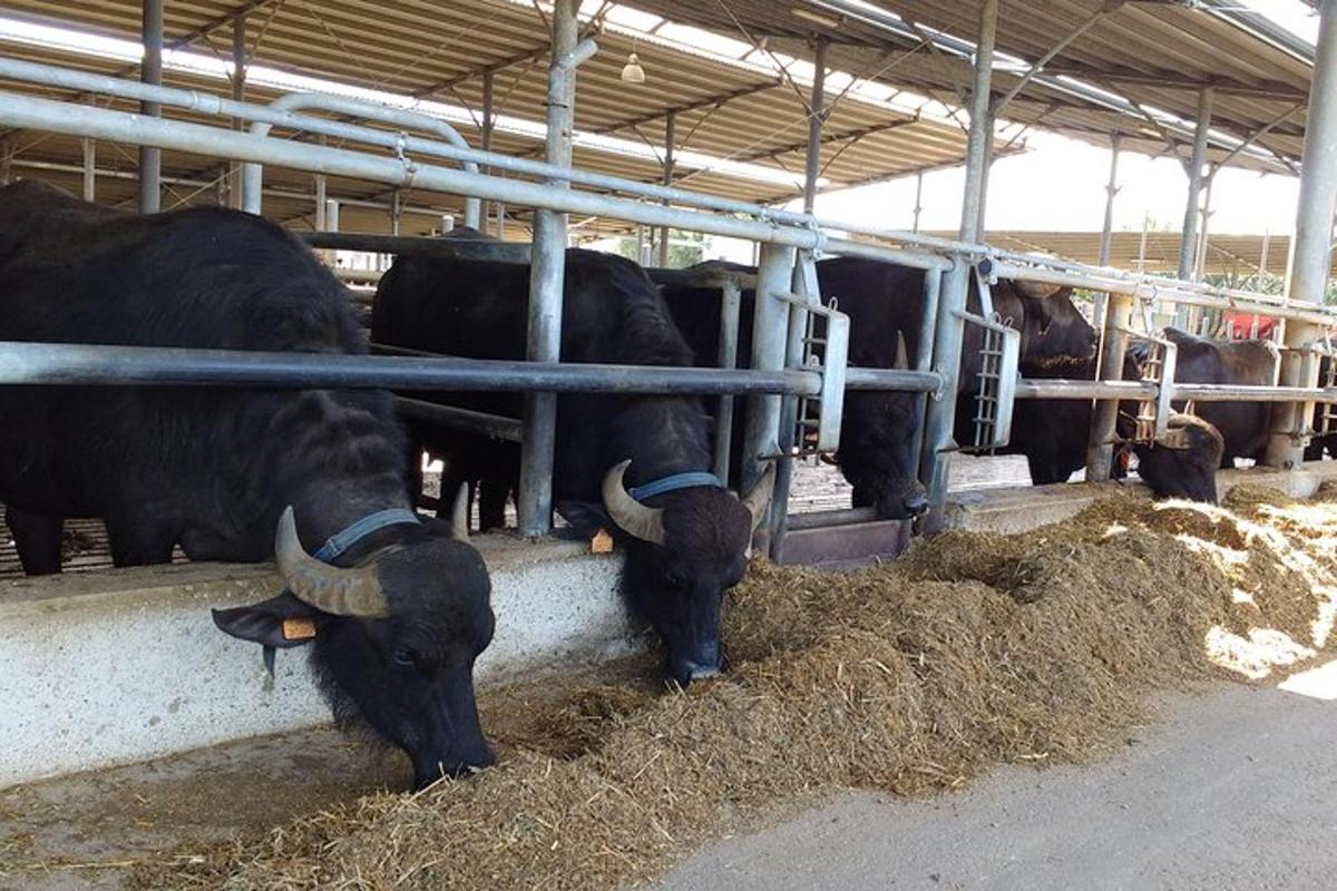 un gruppo di mucche che mangiano fieno in una stalla