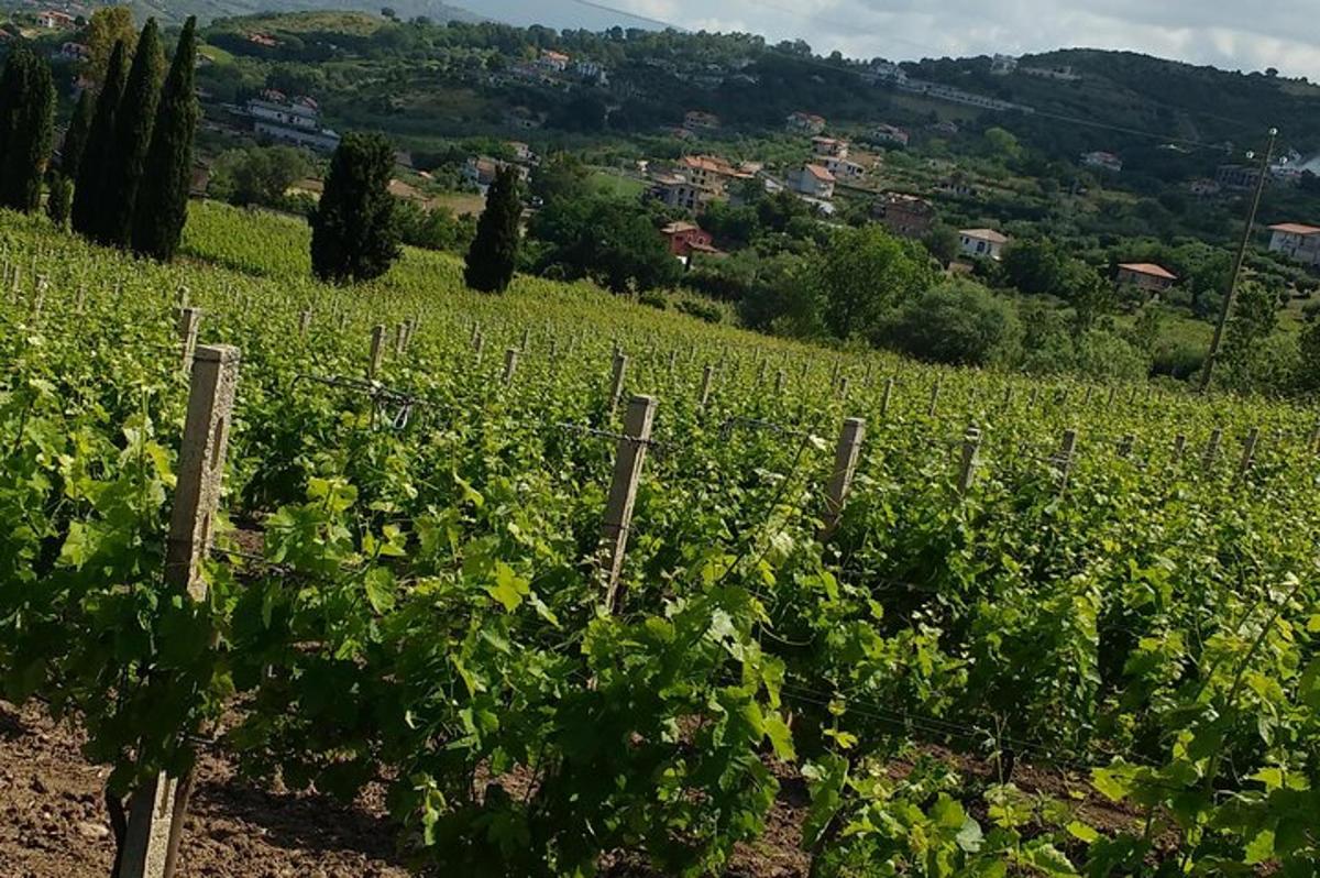ένας αμπελώνας με ένα σωρό πράσινα κλήματα
