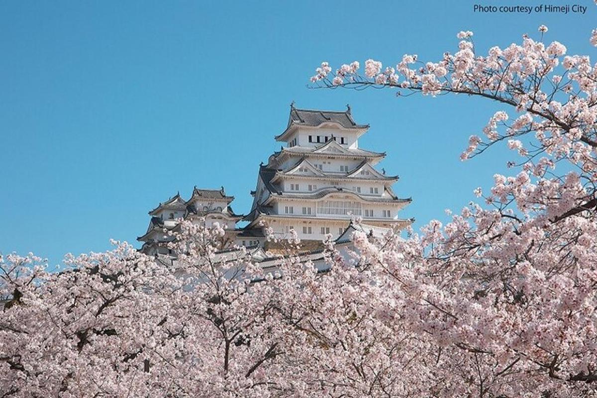 Japonský hrad s akura stromy akura před ním