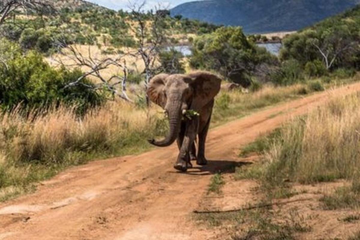 un elefante che cammina lungo una strada sterrata