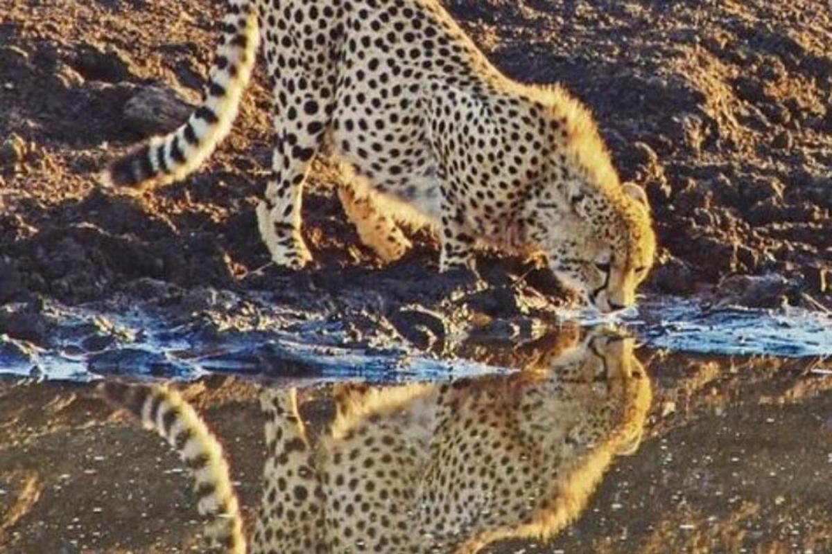 un leopardo che beve da una pozzanghera d'acqua