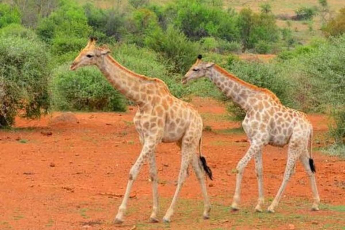 duas girafas caminhando em um campo de terra
