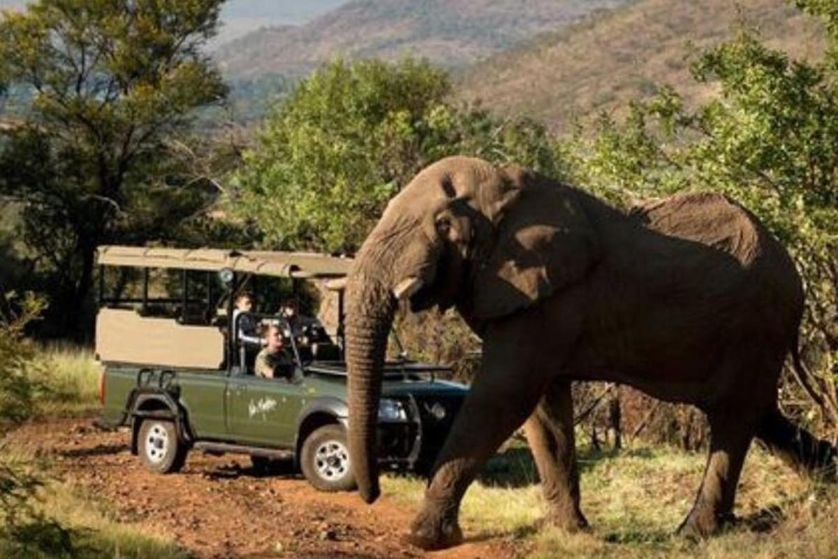 un elefante che cammina davanti a un veicolo con persone