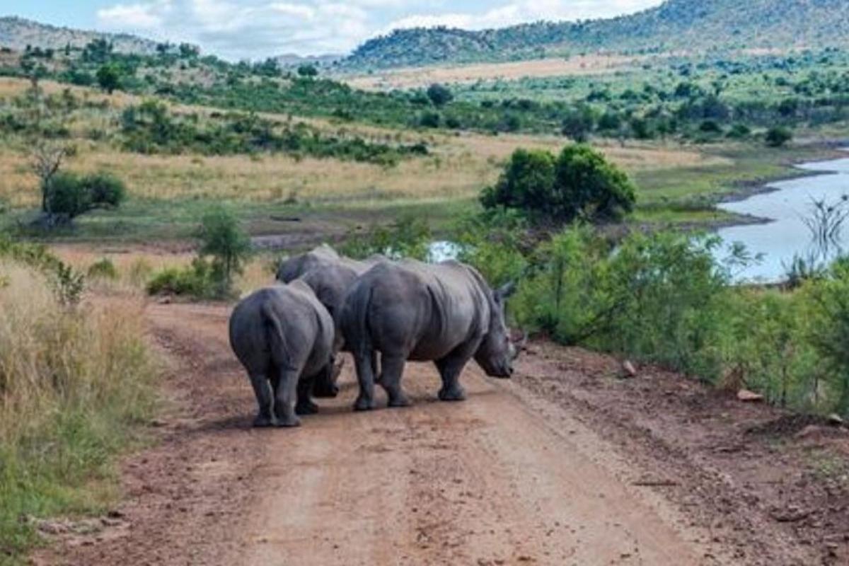 due elefanti adulti e un cucciolo di elefante in piedi su una strada sterrata