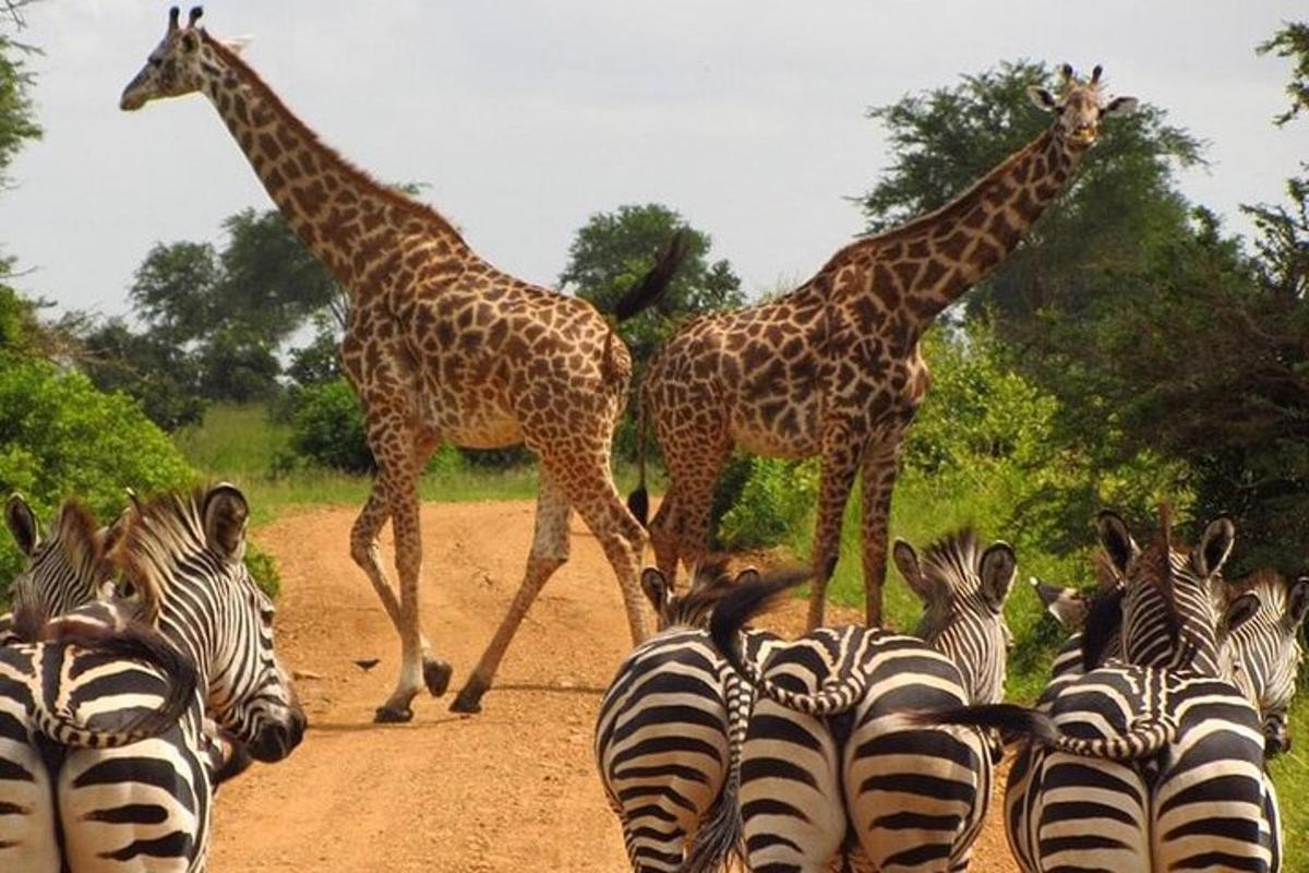 dua jerapah dan kawanan zebra menyeberangi jalan tanah