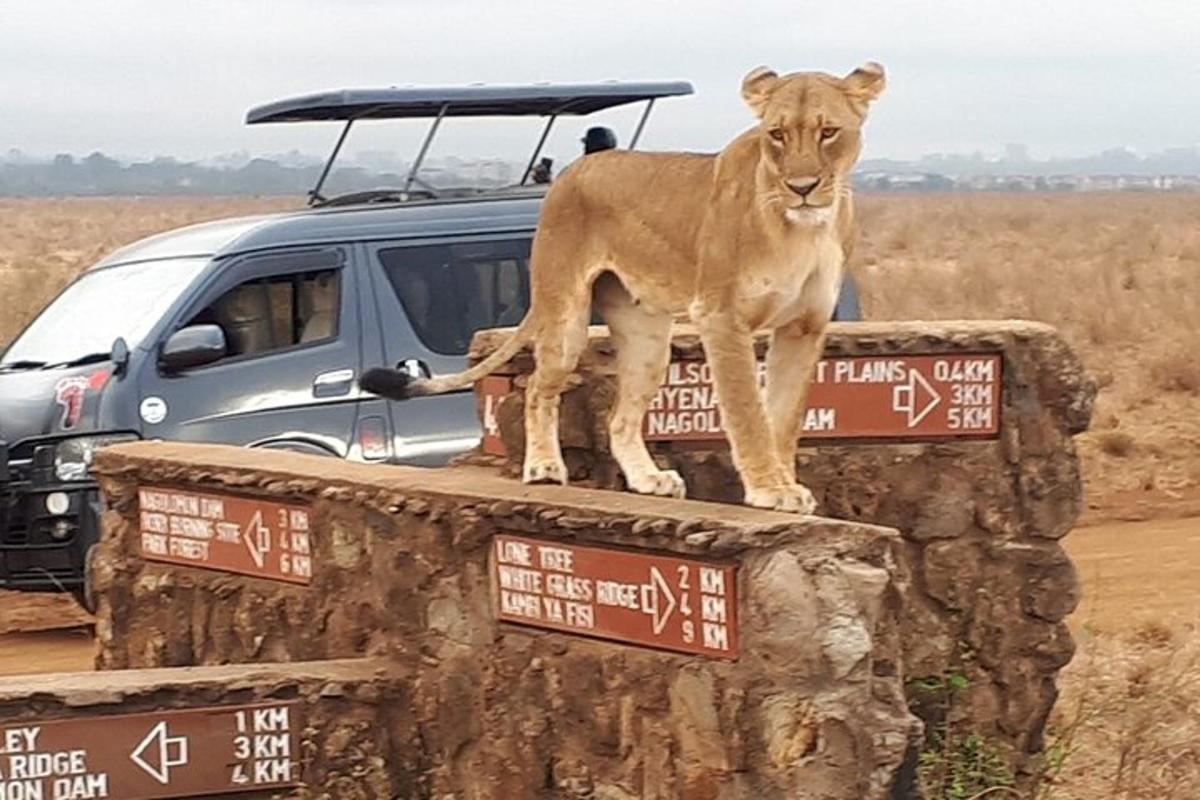 un leone in piedi sul retro di un veicolo