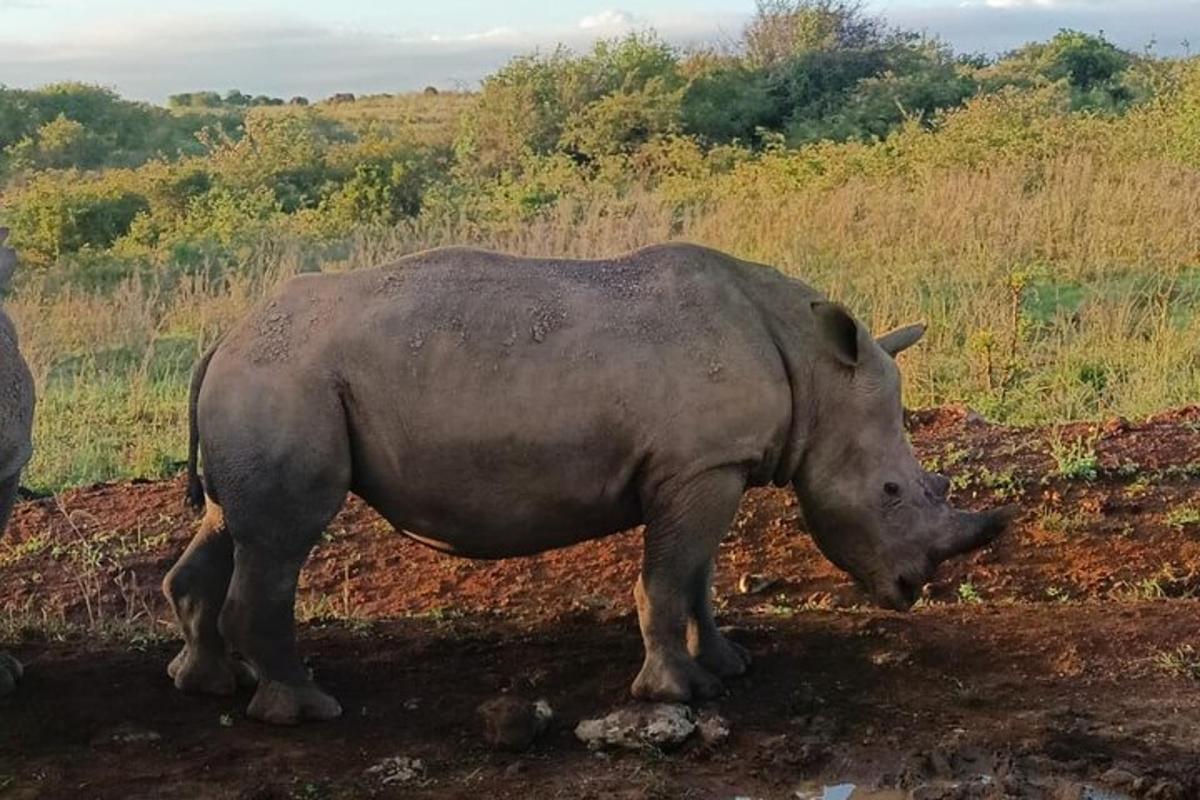 un rinoceronte in piedi su un campo sterrato