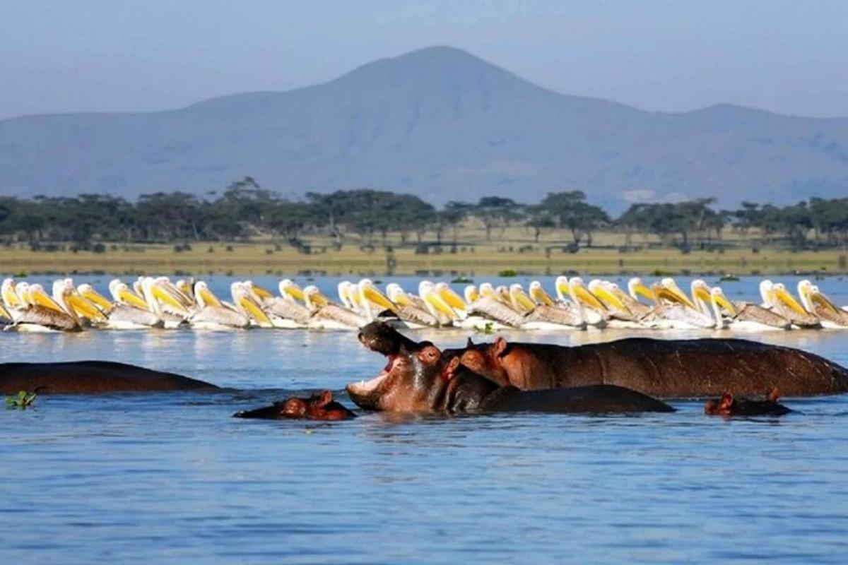 una mandria di elefanti in acqua con gli uccelli