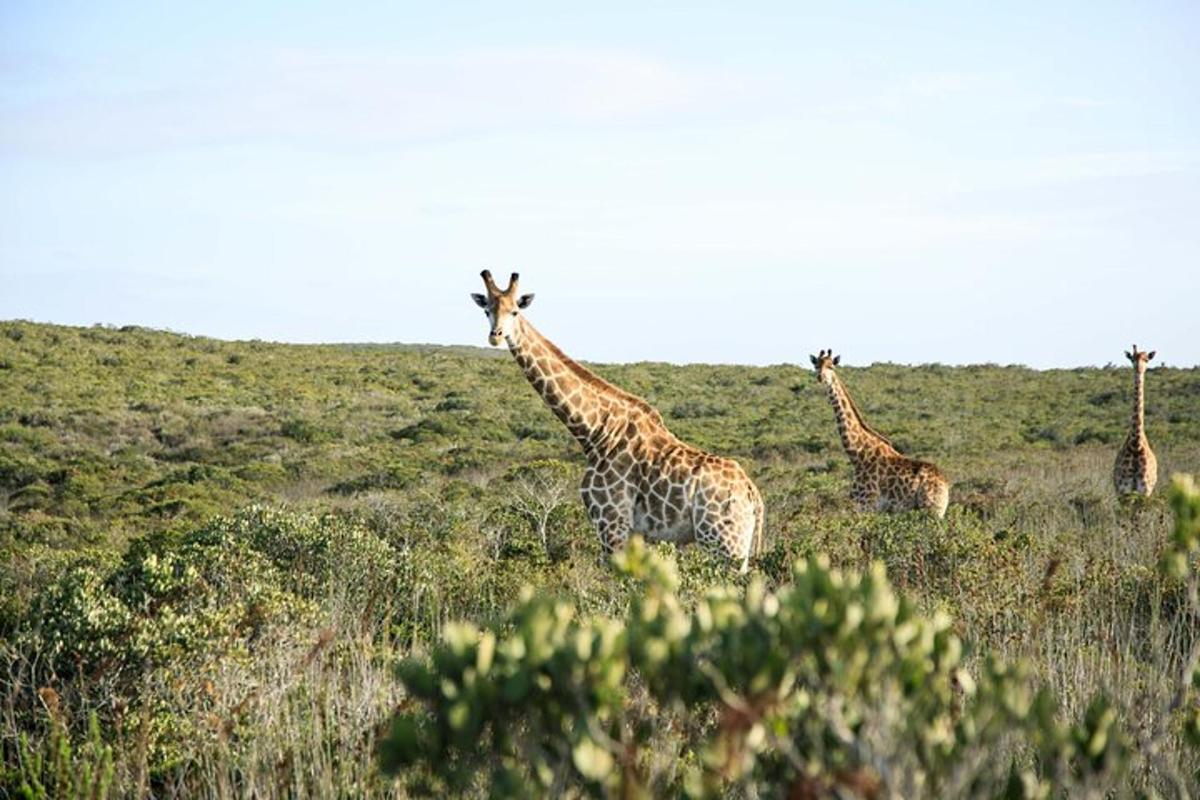 a group of giraffes standing in a field