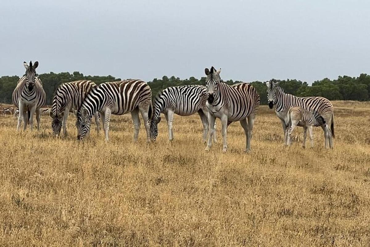 un grup de zebres dempeus en un camp