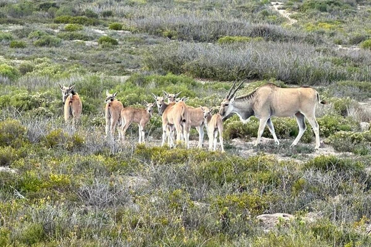 a group of antelopes standing in a field