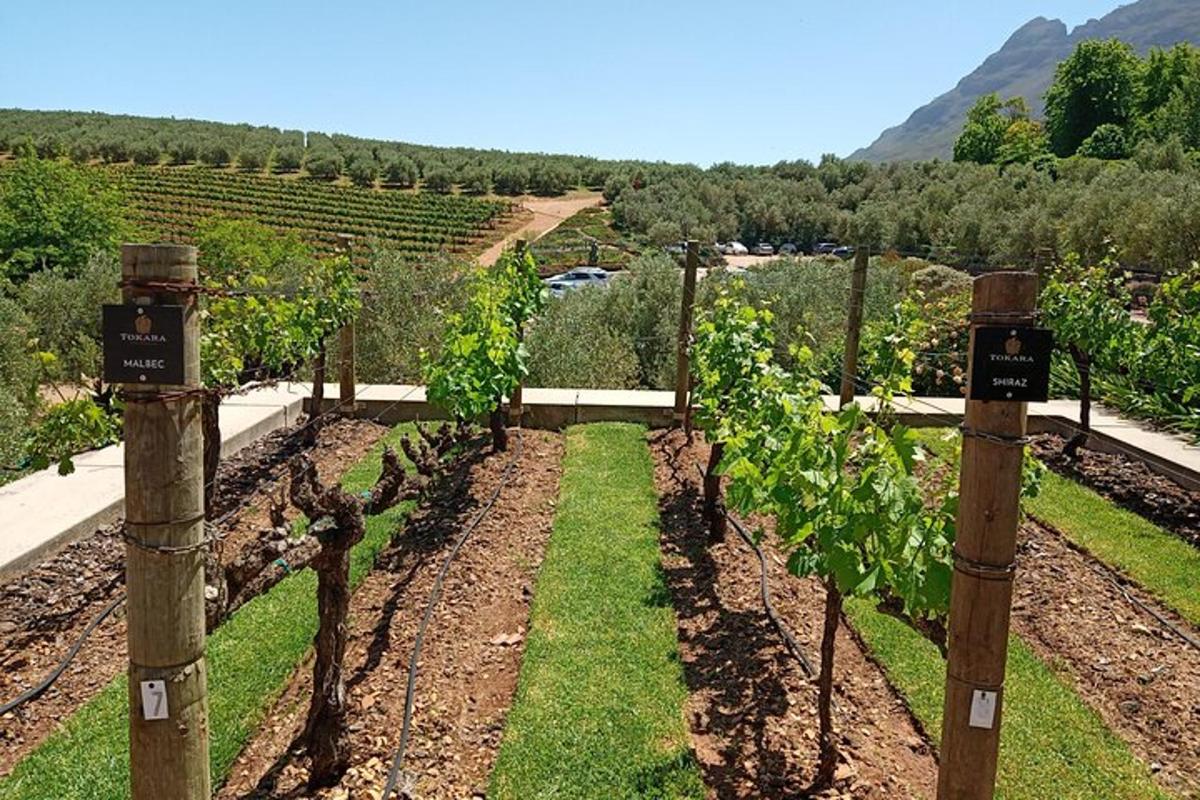 una fila di viti in un vigneto