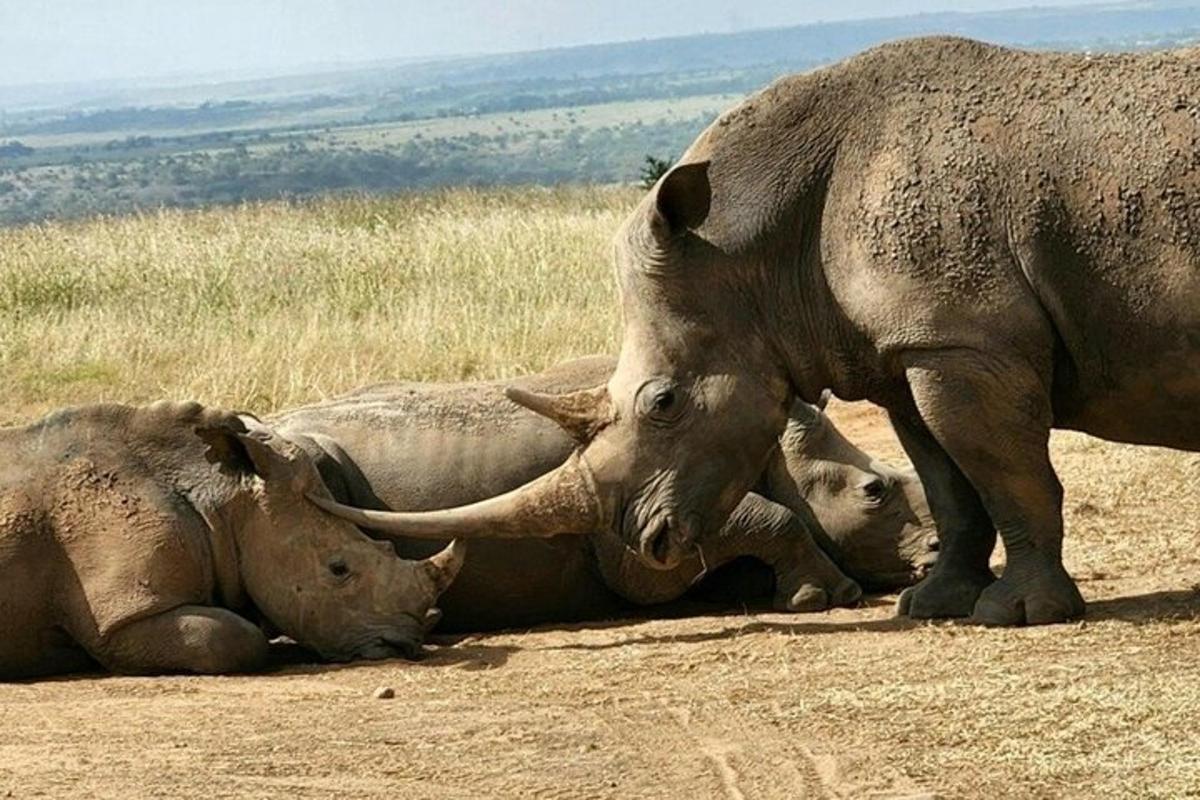 um grande elefante em pé sobre dois elefantes bebês deitados no chão