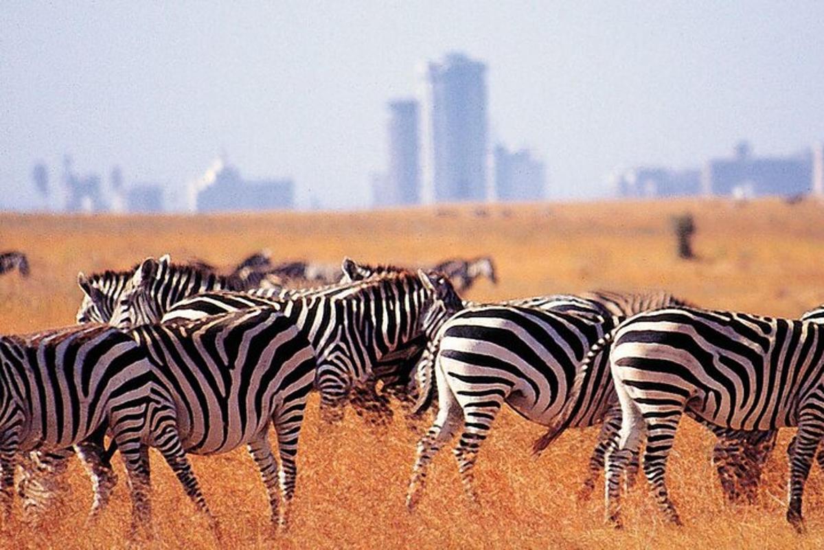 a herd of zebras standing in a field