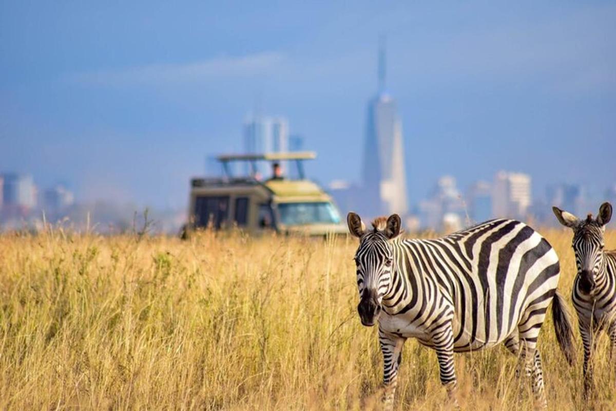 duas zebras em um campo de grama alta