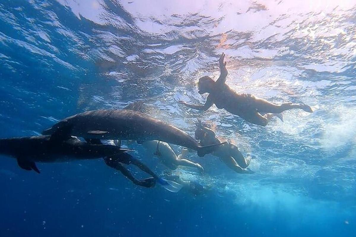 sekumpulan tiga orang berenang di dalam air