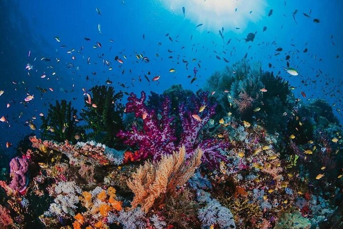 una barriera corallina colorata con pesci sullo sfondo