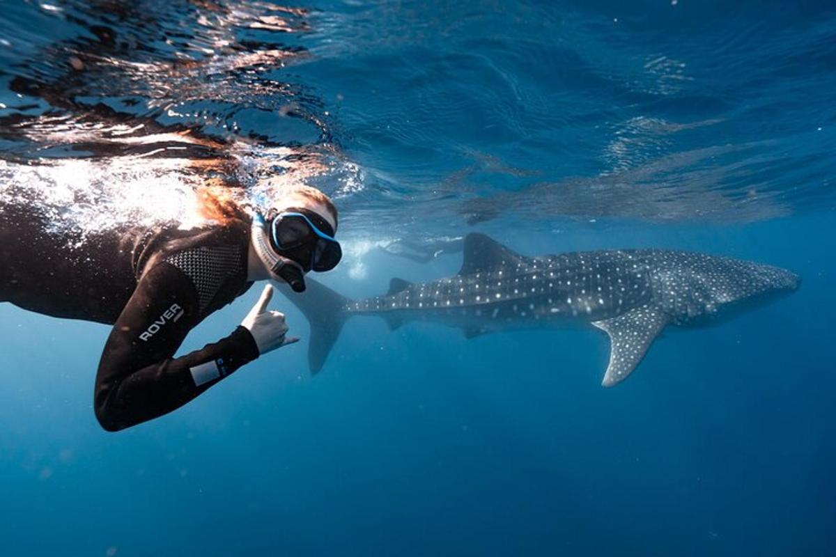 a person swimming in the water with a whale shark
