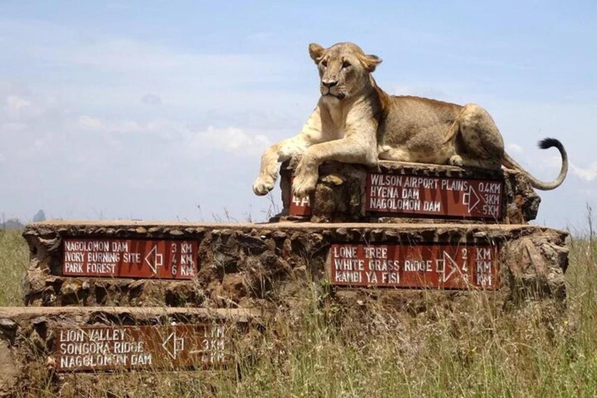 seekor singa duduk di atas batu