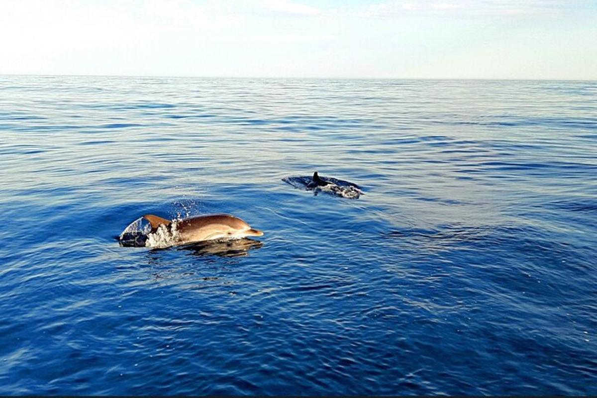 dois animais nadando na água do oceano