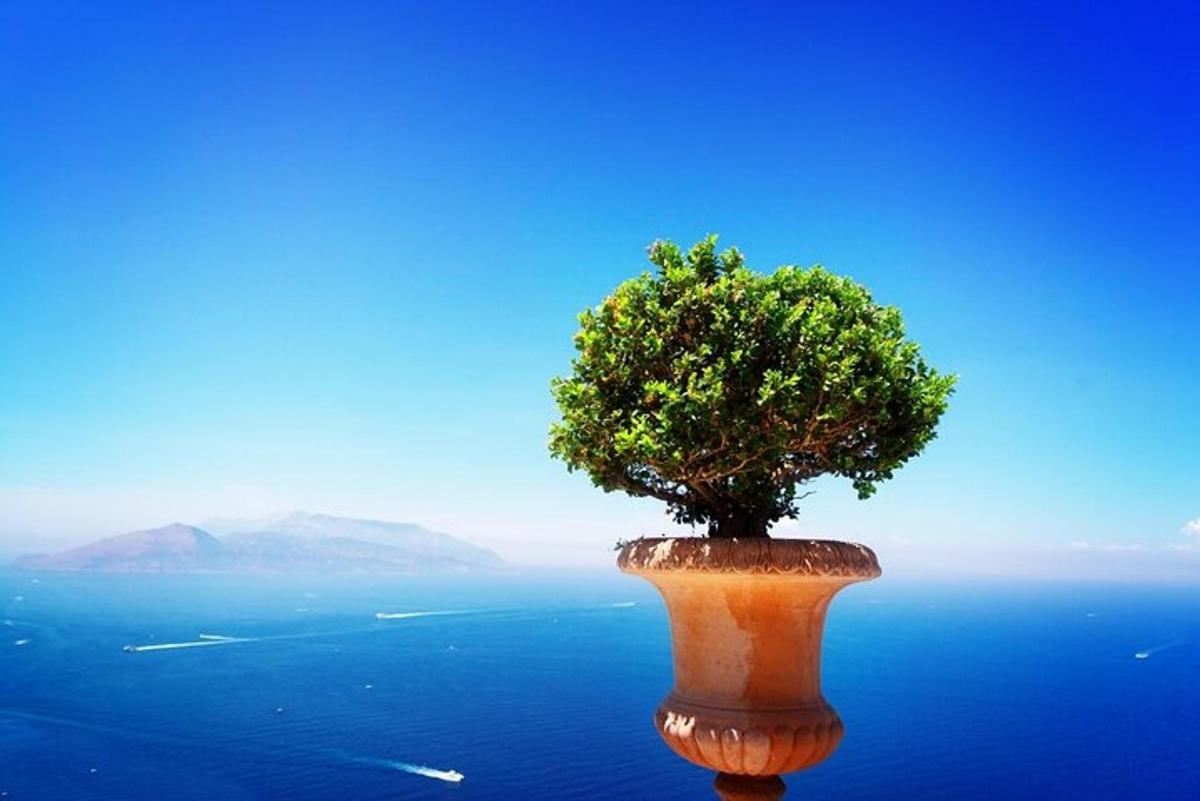 un albero appoggiato sulla superficie dell'acqua