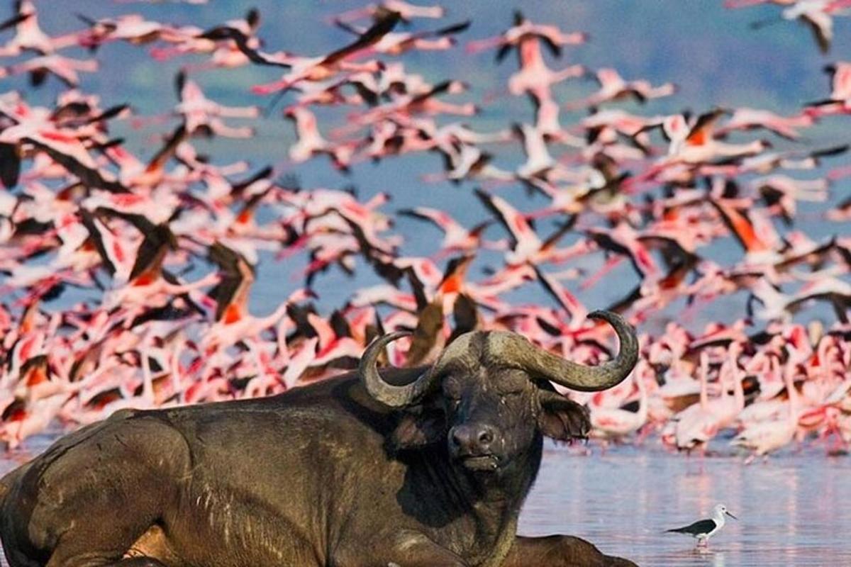 sekumpulan flamingo merah jambu terbang di dalam air