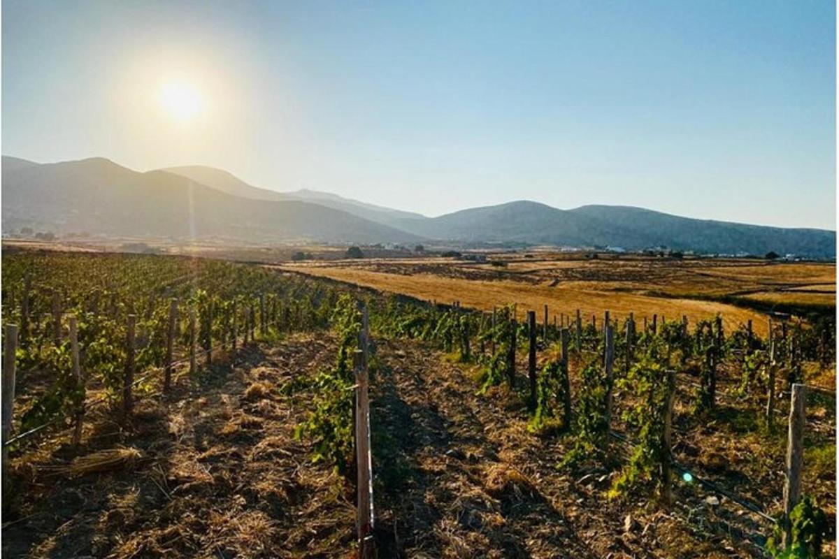 un campo di viti con il sole sullo sfondo