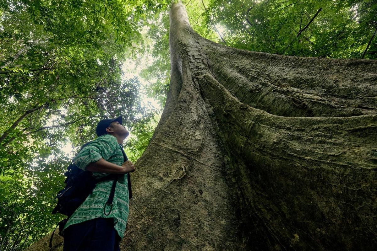 un uomo che guarda un albero nella foresta