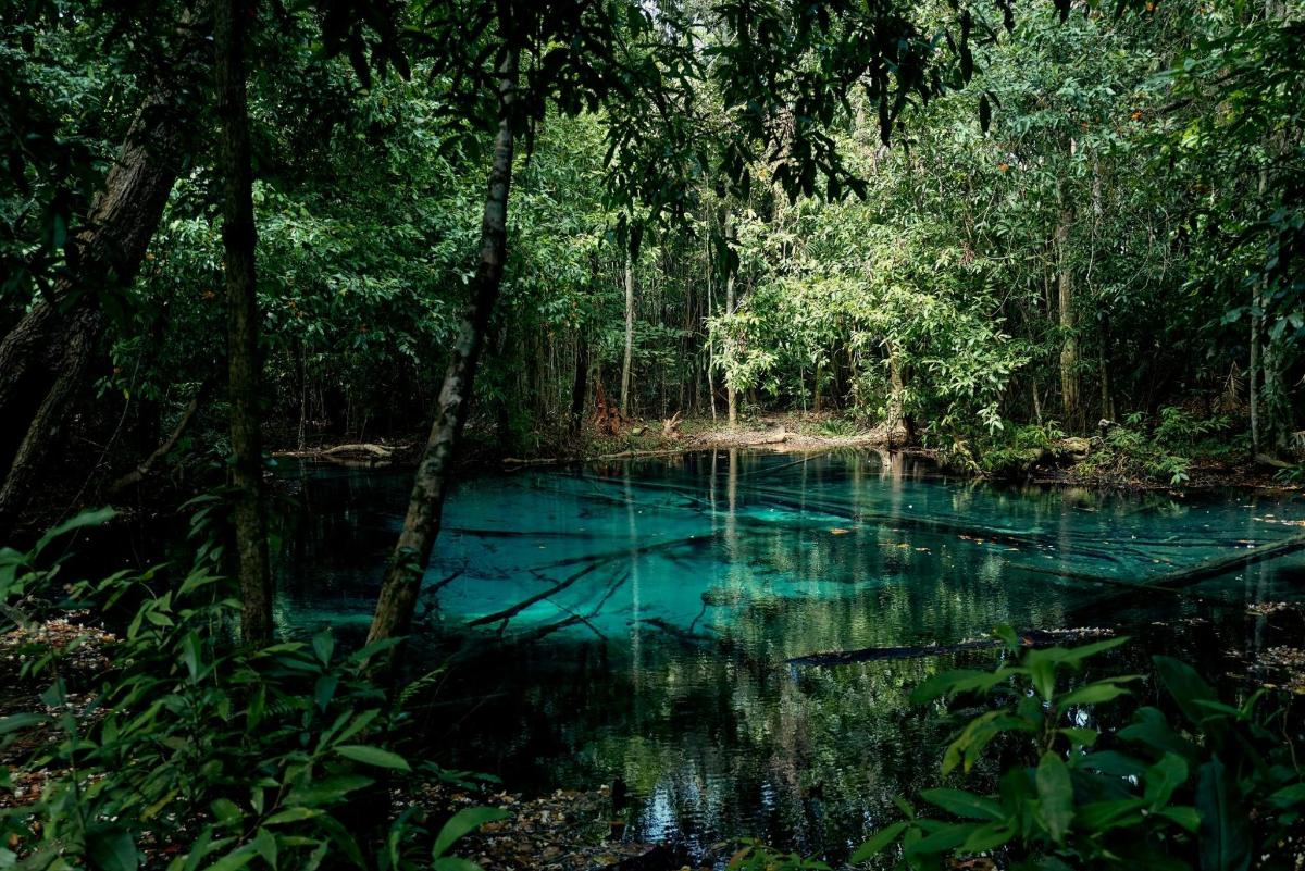 una pozza d'acqua blu in mezzo a una foresta