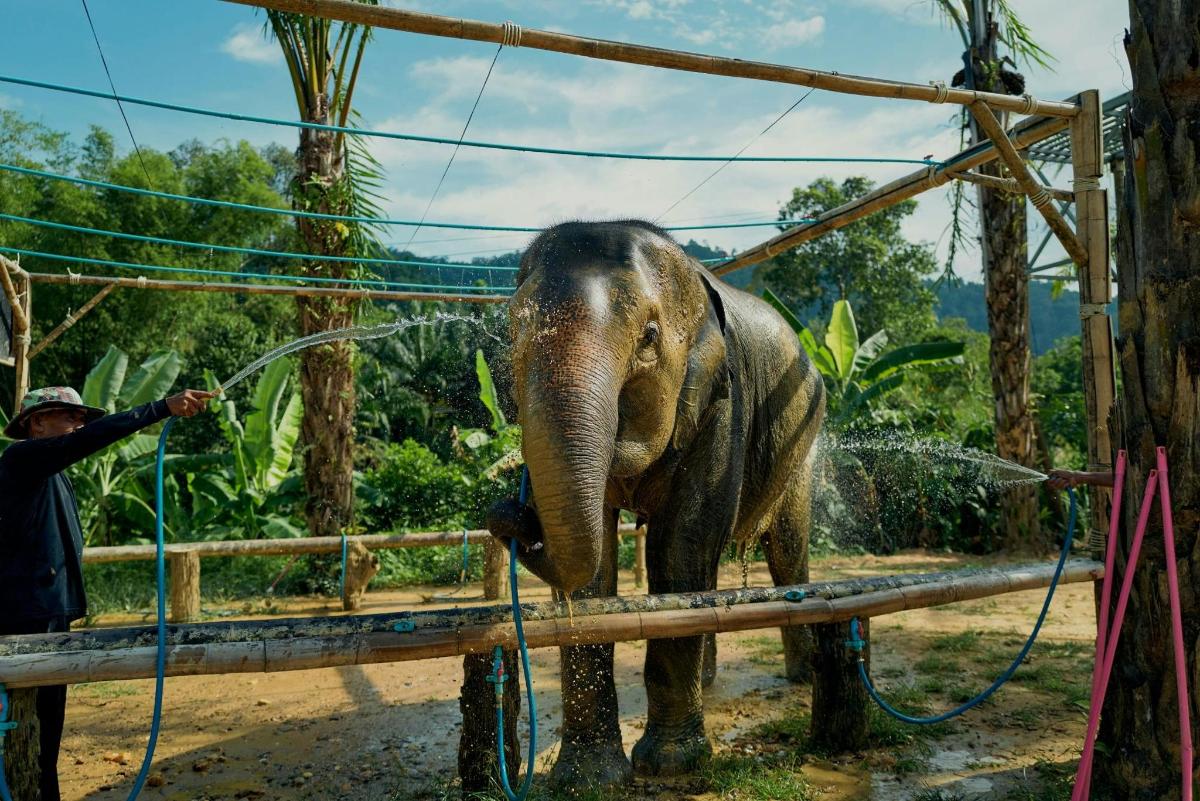 một người đàn ông đang phun nước vào một con voi bằng vòi