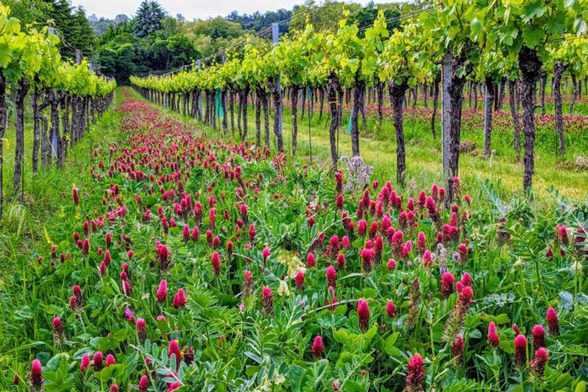 un camp de flors vermelles davant d'una filera d'arbres