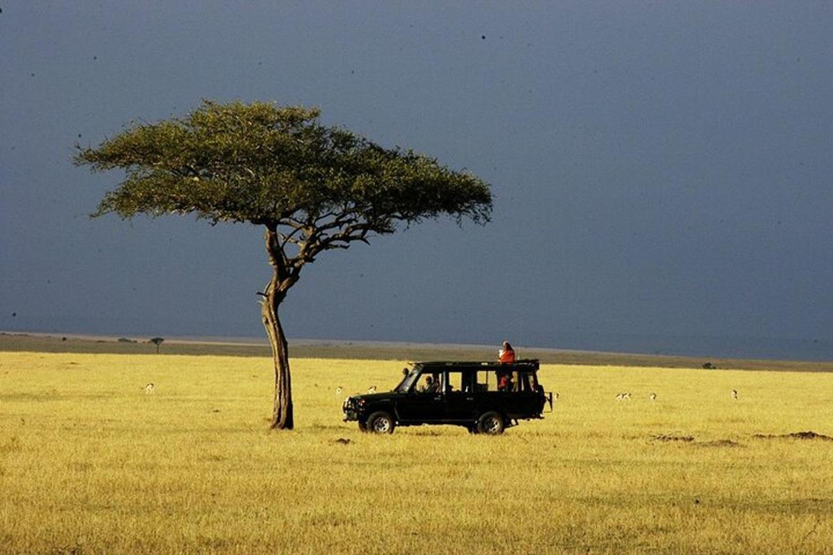 un cotxe aparcat en un camp al costat d'un arbre