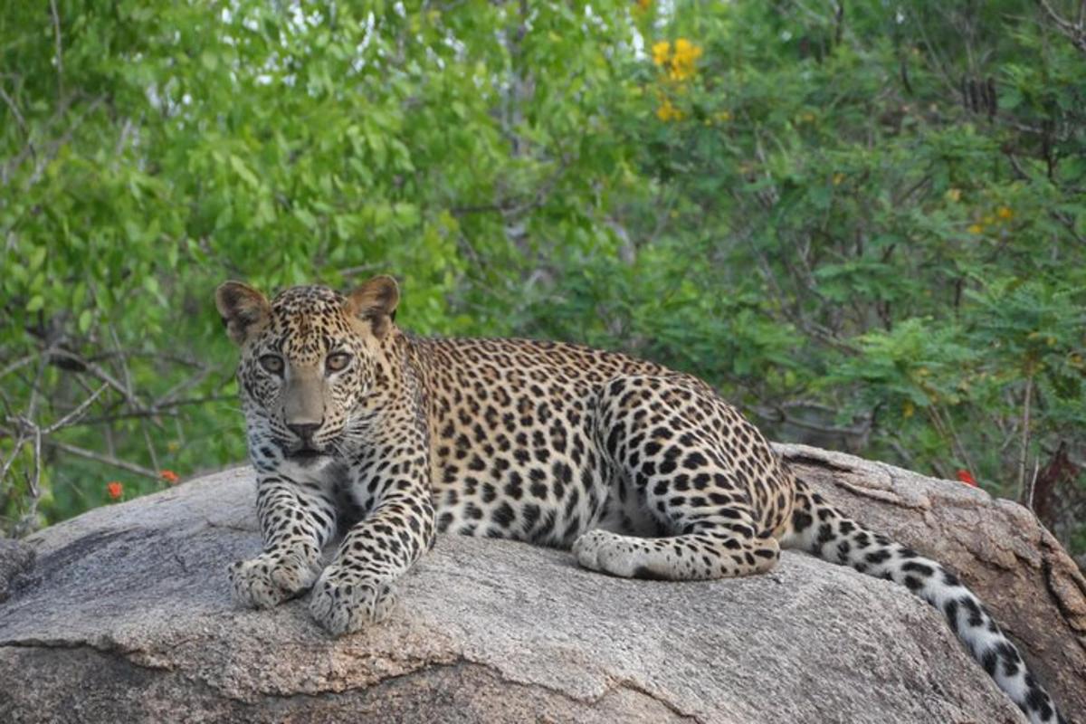 a leopard laying on top of a rock
