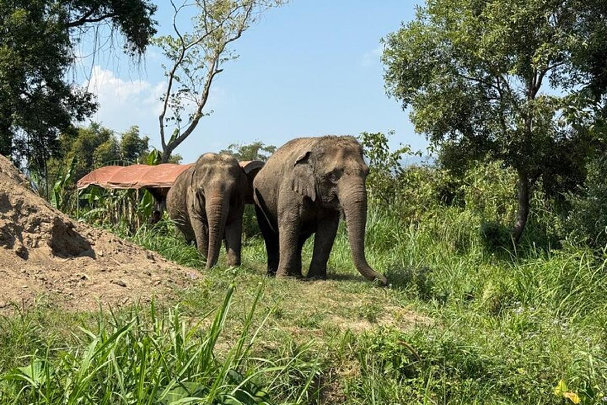 tre elefanti che camminano in un campo d'erba