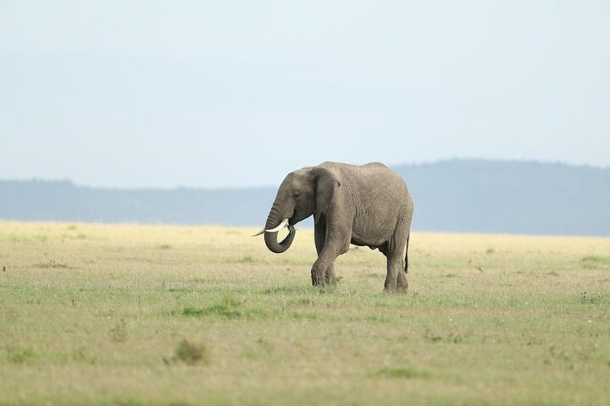 an elephant walking in a field of grass
