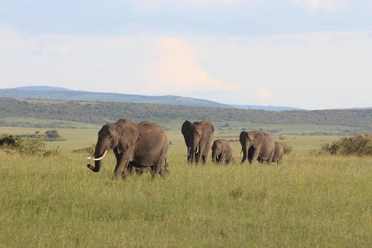a herd of elephants walking in a field
