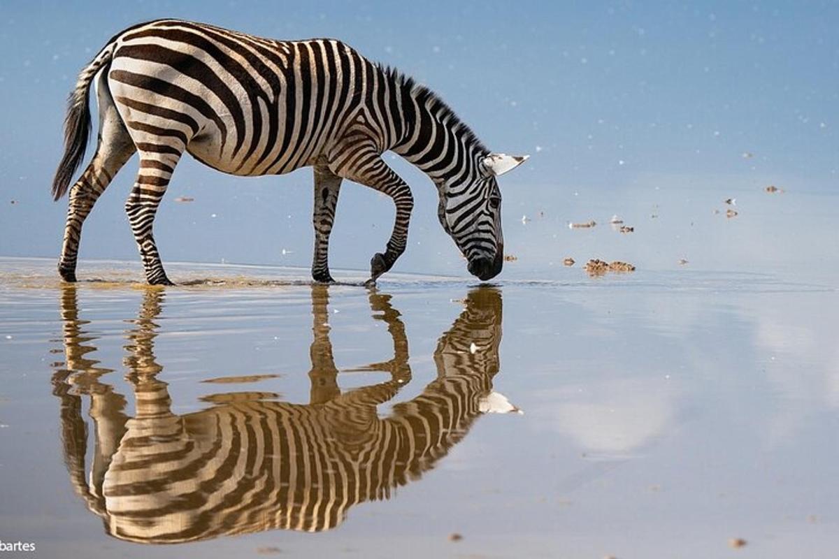 zebra pije z vody se svým odrazem
