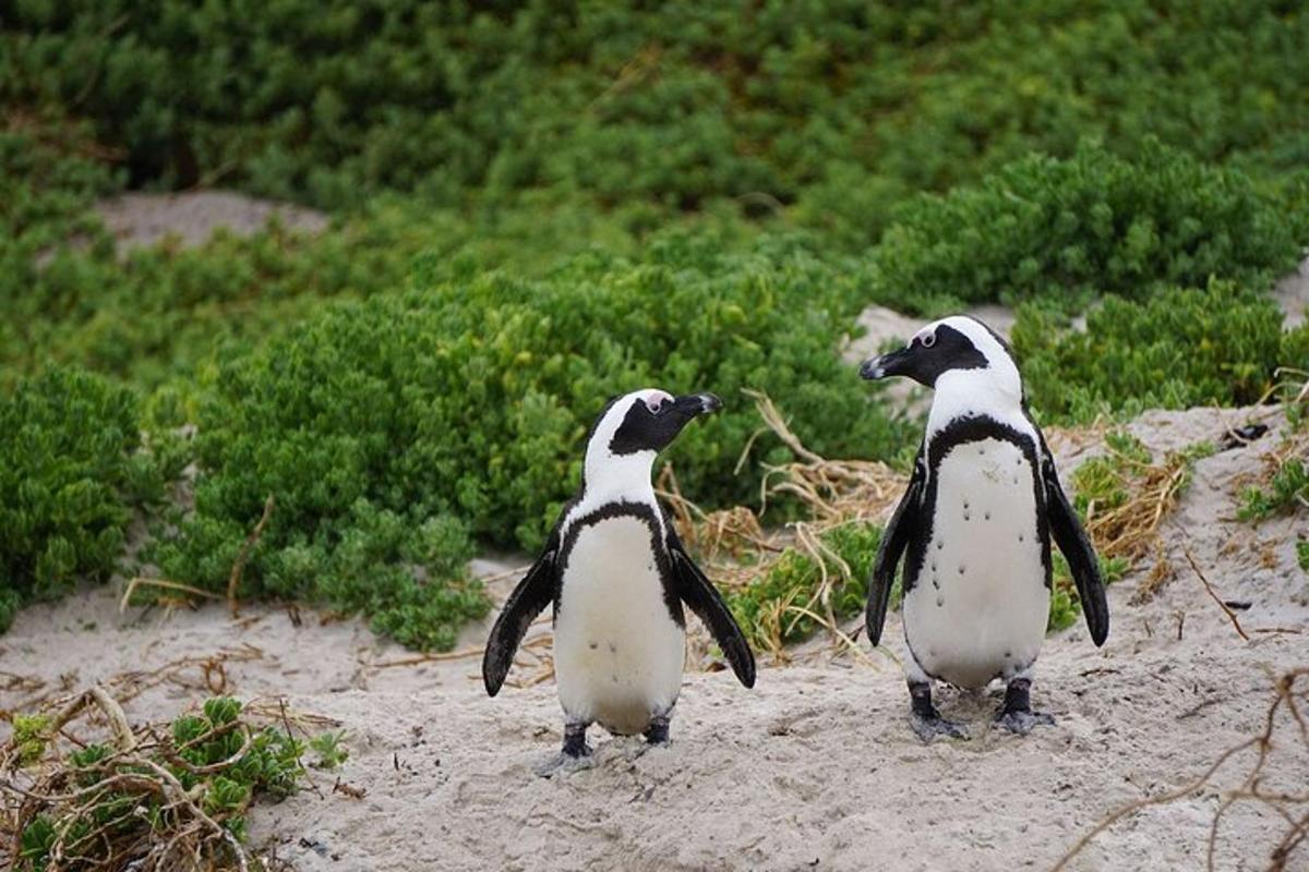 Kaks mustvalget pingviini seisavad rannas