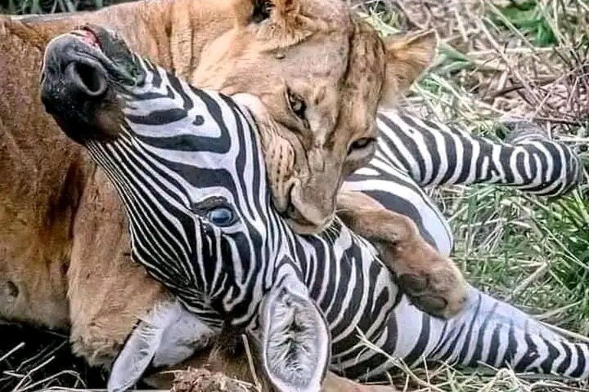 a lion and a zebra laying on the ground