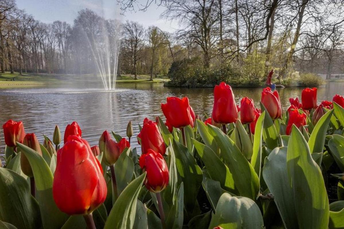 Kytice červených tulipánů před rybníkem