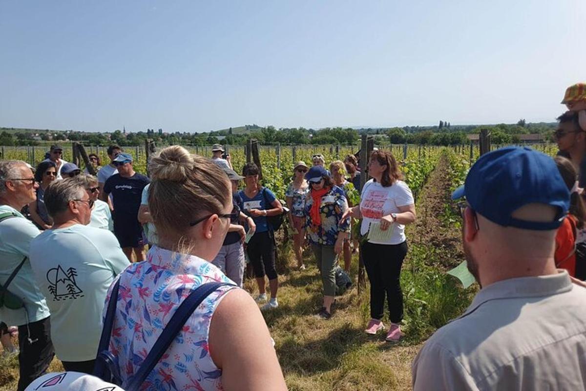 a group of people standing around in a vineyard