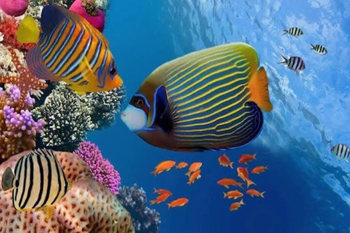 un grupo de peces nadando en el océano