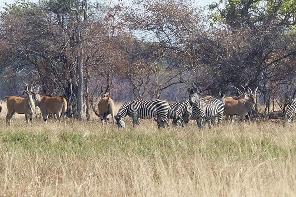 una mandria di zebre e altri animali in un campo