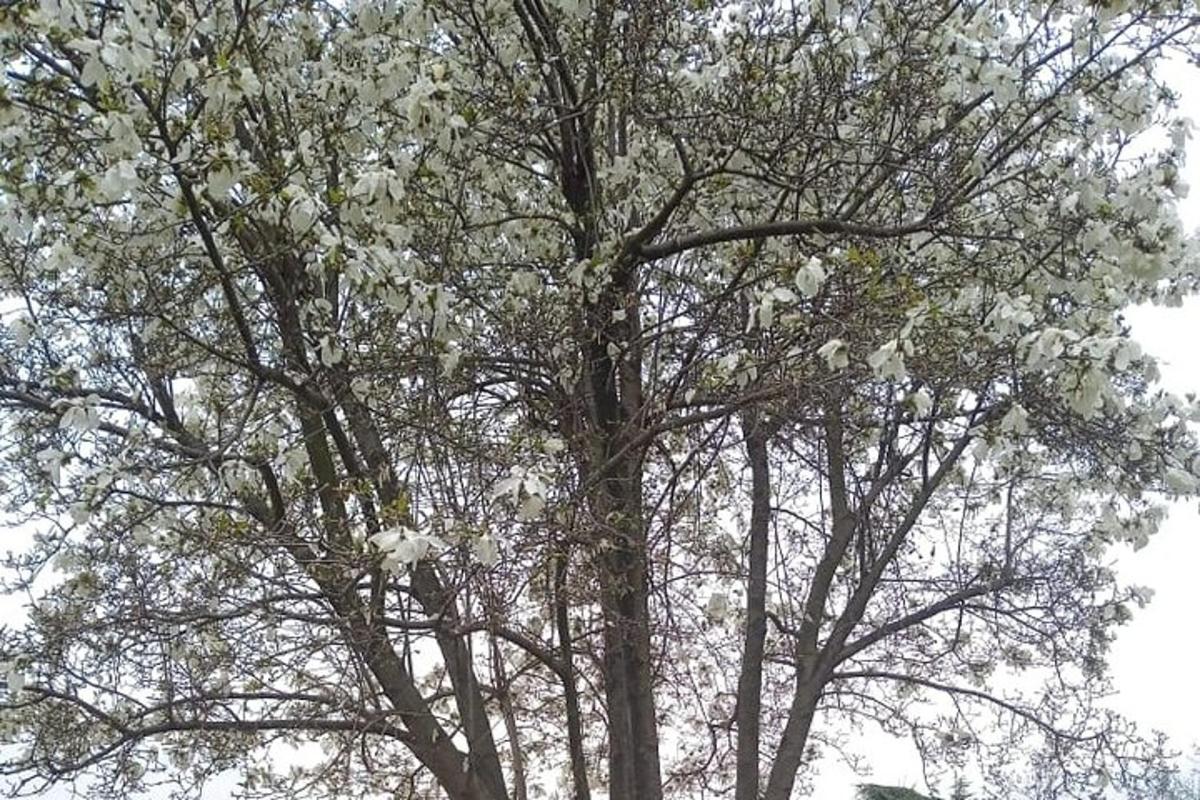 a large tree with white flowers on it