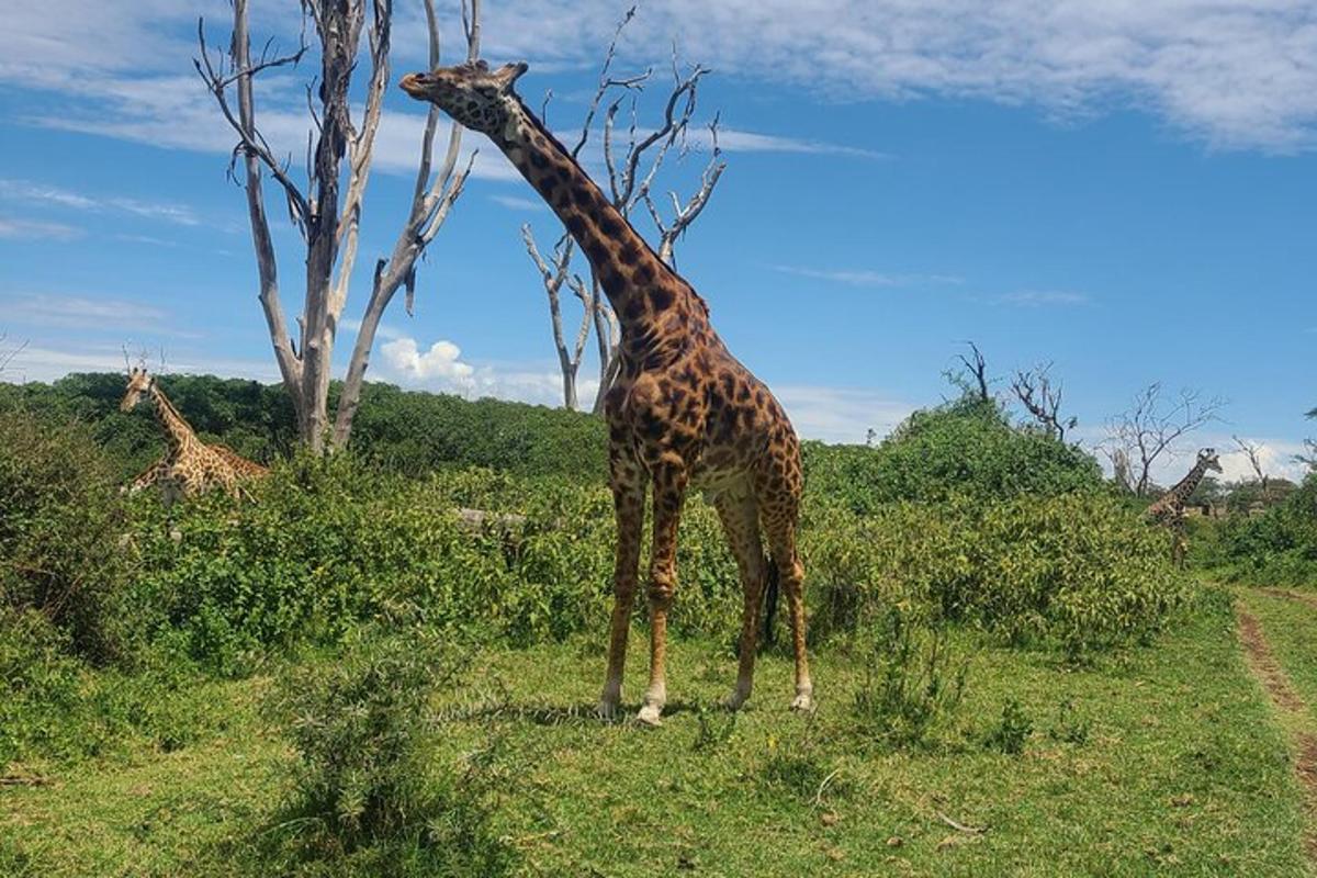 una giraffa in piedi nell'erba vicino a un albero