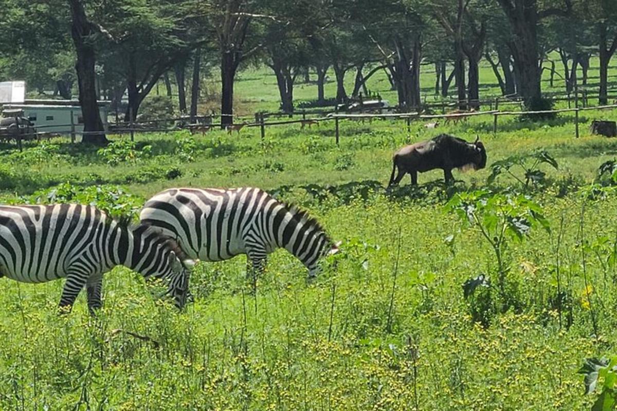 due zebre e un bufalo d'acqua al pascolo in un campo