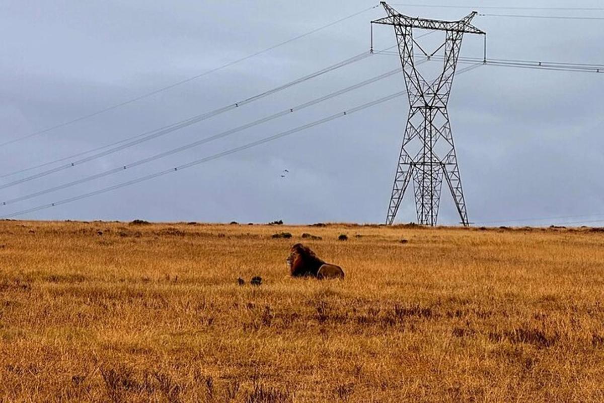 μια αγελάδα ξαπλωμένη σε ένα χωράφι με έναν πύργο ηλεκτρικού ρεύματος