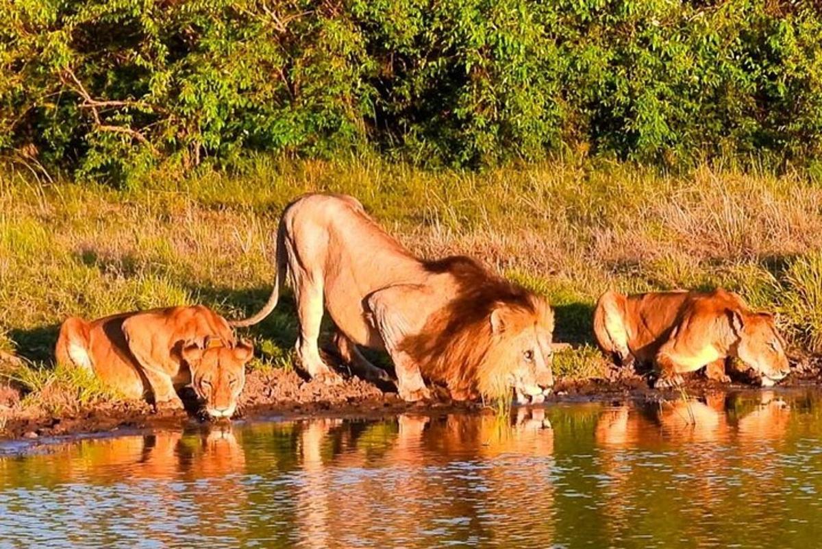 three cows drinking water from a river with a dog