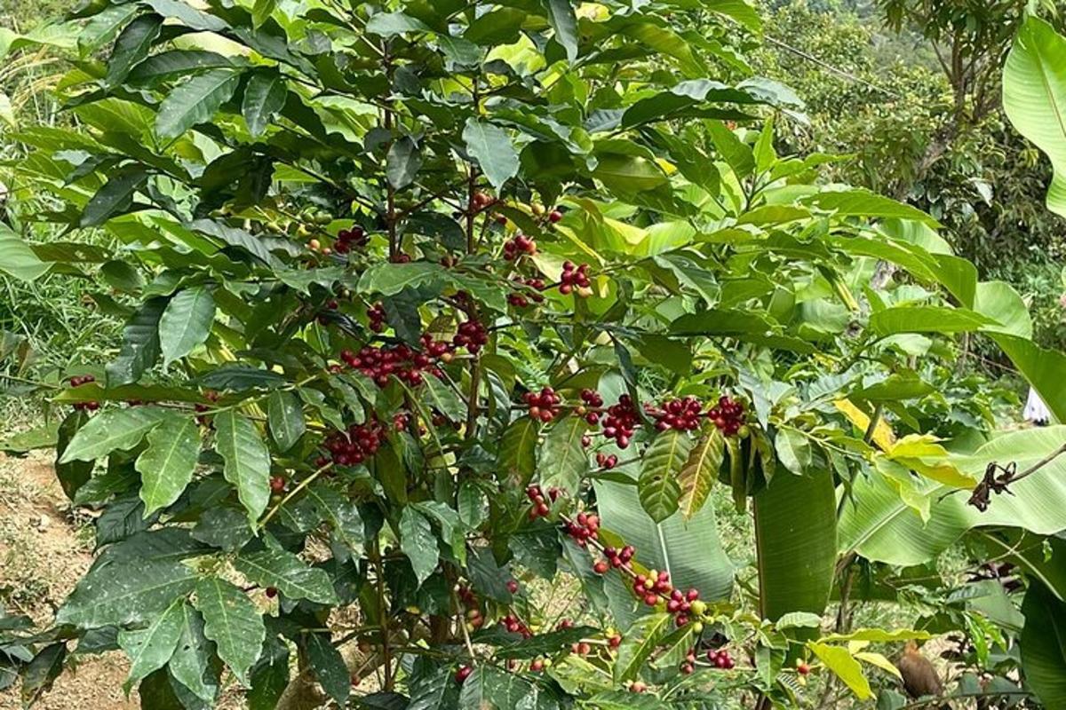một cái cây có nhiều quả mọng màu đỏ